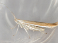 Coleophora tamesis
